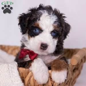 Kip, Mini Bernedoodle Puppy